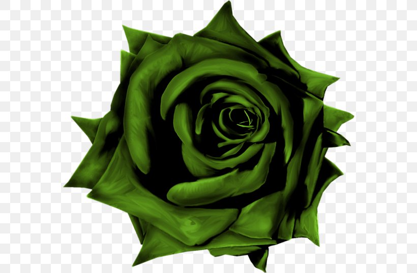 Garden Roses Blue Rose, PNG, 574x538px, Garden Roses, Beach Rose, Blue, Blue Rose, Compass Rose Download Free