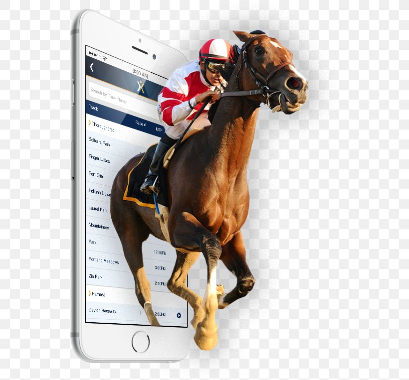 Horse Racing Xpressbet Inc Equestrian Jockey, PNG, 537x763px, Horse, Animal Sports, Bridle, Equestrian, Equestrian Sport Download Free