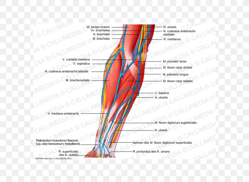Medial Cutaneous Nerve Of Forearm Medial Cutaneous Nerve Of Forearm Elbow Muscle, PNG, 600x600px, Watercolor, Cartoon, Flower, Frame, Heart Download Free