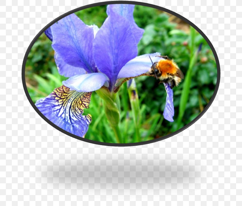 Wildflower, PNG, 678x697px, Wildflower, Flower, Flowering Plant, Iris, Iris Family Download Free