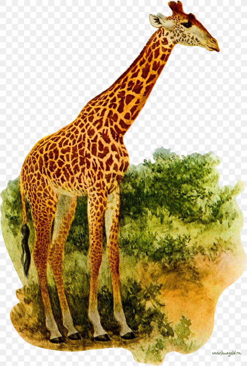 Giraffe Okapi Clip Art, PNG, 1079x1600px, Giraffe, Animal, Animal Figure, Baby Shower, Camelopardalis Download Free