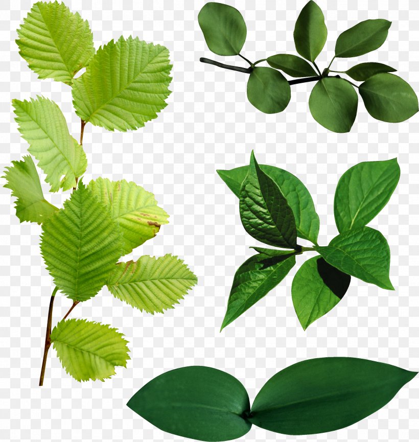 Leaf Clip Art, PNG, 2604x2748px, Leaf, Branch, Garden Roses, Google Images, Plant Download Free