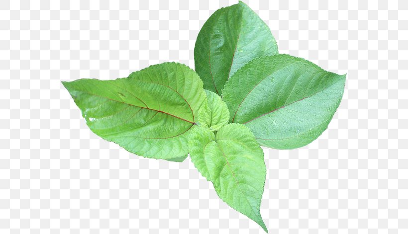 Leaf Vegetable Shower Gel Content, PNG, 575x471px, Leaf, Basil, Content, Herb, Leaf Vegetable Download Free