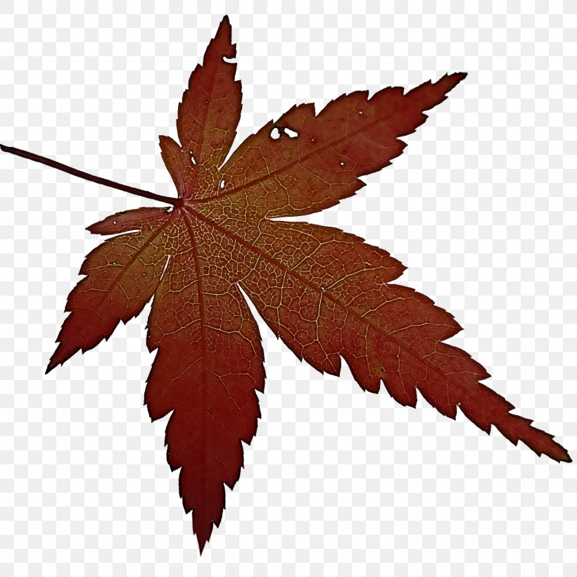 Maple Leaf, PNG, 1280x1280px, Vegetarian Cuisine, Carrot, Cooking Banana, Cuisine, Fruit Download Free