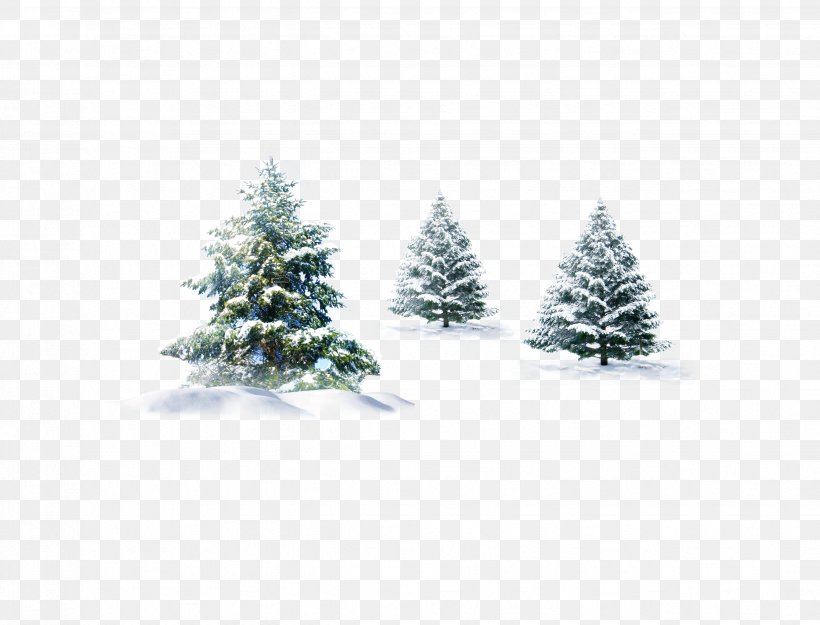 Pine Snow Desktop Wallpaper Winter, PNG, 2472x1885px, Pine, Bmp File Format, Christmas Decoration, Christmas Ornament, Christmas Tree Download Free