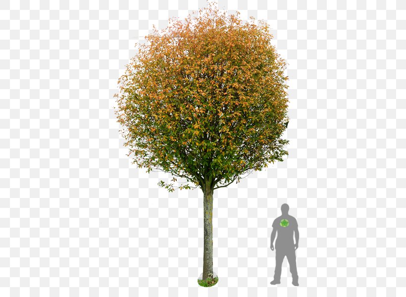 Sorbus × Intermedia Tree Pine Image Shadbush, PNG, 450x600px, Watercolor, Cartoon, Flower, Frame, Heart Download Free