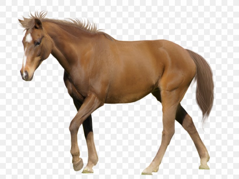 Tennessee Walking Horse American Miniature Horse Appaloosa Clydesdale Horse Stallion, PNG, 900x676px, 4 H, Horse, Adams County Colorado, Alphabet, Bit Download Free
