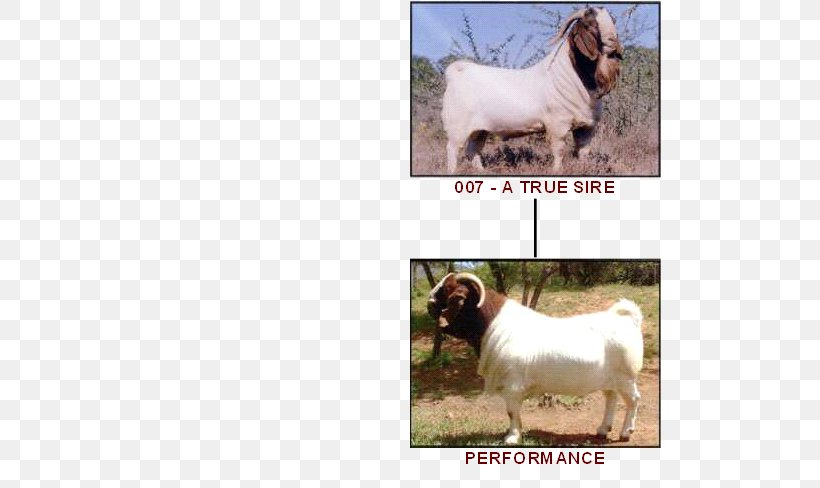 Boer Goat Dog Breed Sheep Cattle, PNG, 560x488px, Boer Goat, Breed, Cattle, Cattle Like Mammal, Cow Goat Family Download Free