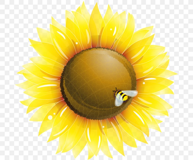 Common Sunflower Clip Art, PNG, 700x680px, Common Sunflower, Close Up, Daisy Family, Flower, Flowering Plant Download Free