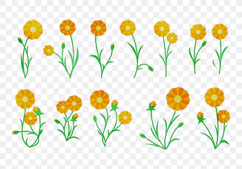 Cut Flowers Floral Design Pot Marigold Tulip Plant Stem, PNG, 1623x1136px, Cut Flowers, Botany, Chamomile, English Marigold, Floral Design Download Free
