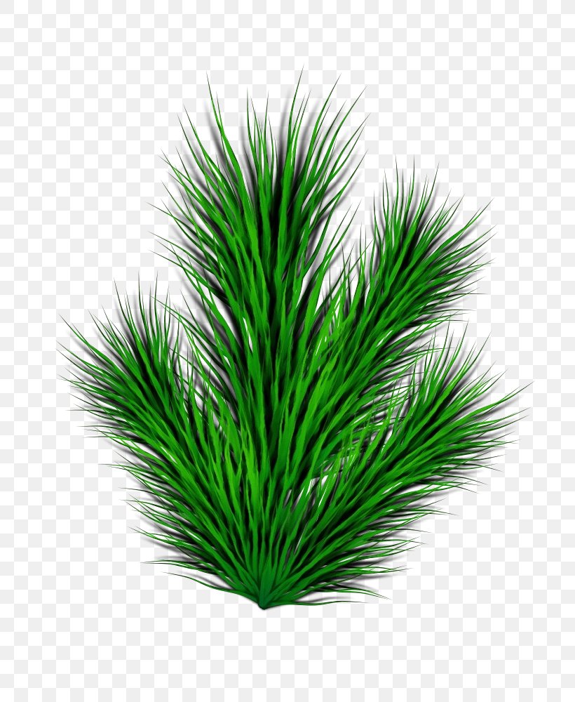 Green Grass Plant Leaf Tree, PNG, 707x1000px, Watercolor, Grass, Grass Family, Green, Leaf Download Free