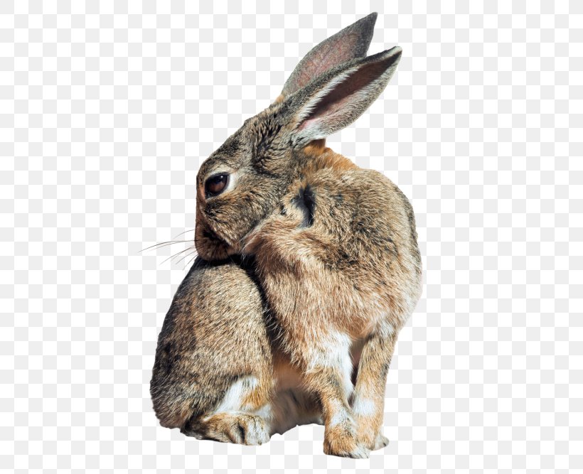 Holland Lop Hare Easter Bunny Netherland Dwarf Rabbit Rex Rabbit, PNG, 500x667px, Holland Lop, Domestic Rabbit, Dwarf Rabbit, Easter Bunny, Fauna Download Free