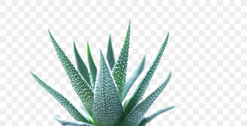 Aloe Vera, PNG, 1200x612px, Aloe Vera, Agave, Agave Azul, Agave Tequilana, Aloes Download Free