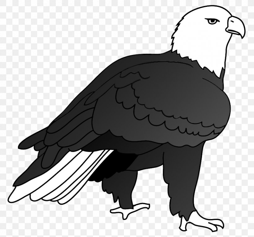 Bald Eagle Bird Beak Drawing, PNG, 850x794px, Bald Eagle, Accipitriformes, Beak, Bird, Bird Of Prey Download Free