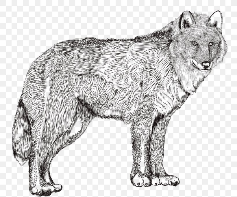 Drawing Photography Illustration, PNG, 800x683px, Drawing, Art, Black And White, Canis Lupus Tundrarum, Carnivoran Download Free