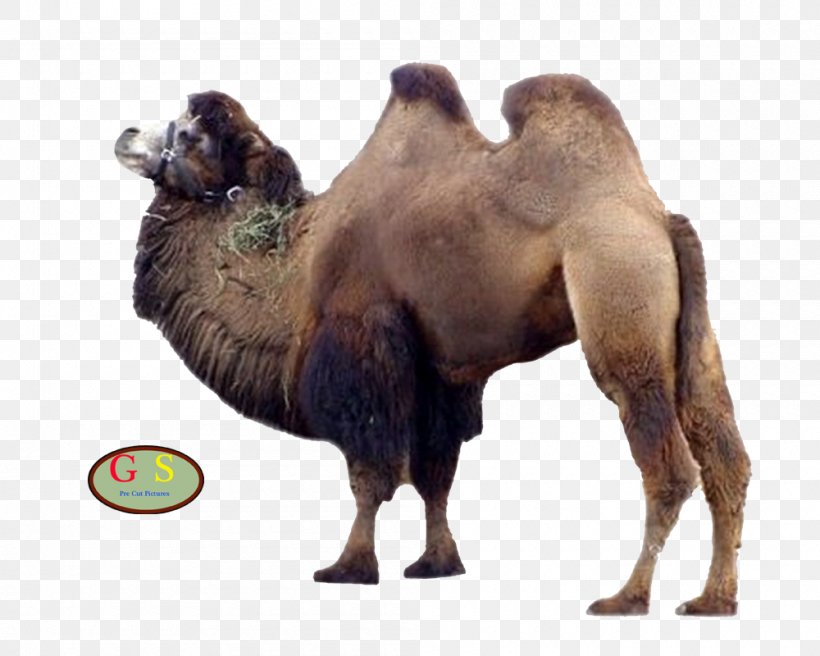Dromedary Bactrian Camel Lion Leopard Kamelfleisch, PNG, 1000x800px, Dromedary, Animal, Arabian Camel, Bactrian Camel, Camel Download Free