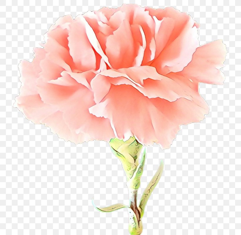 Garden Roses, PNG, 749x800px, Cartoon, Carnation, Cut Flowers, Flower, Flowering Plant Download Free