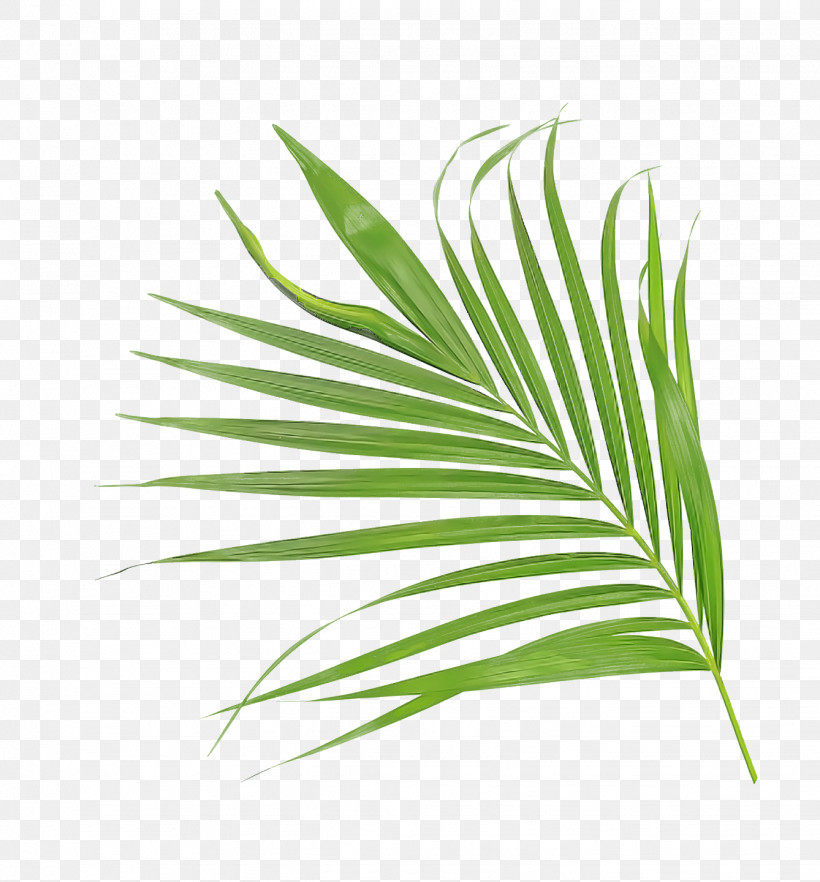 Palm Trees, PNG, 1338x1440px, Leaf, Aloes, Biology, Embryophyte, Flowerpot Download Free