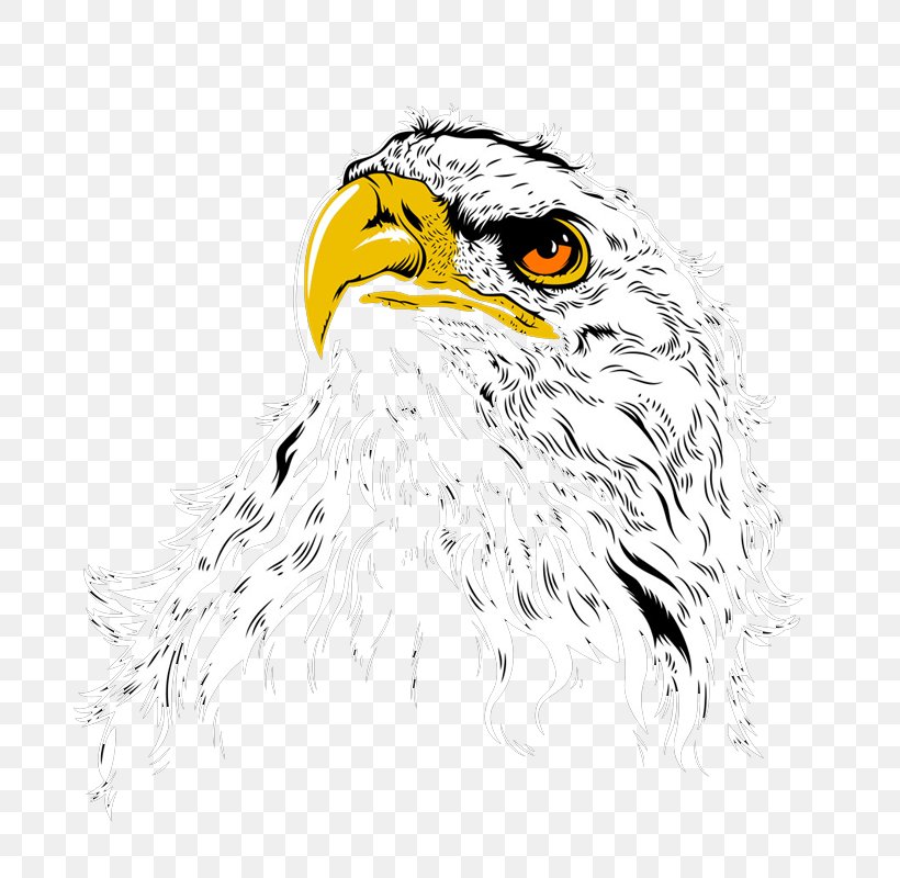 Bald Eagle Owl Hawk Illustration, PNG, 800x800px, Bald Eagle, Accipitriformes, Beak, Bird, Bird Of Prey Download Free