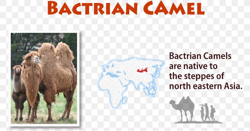 Cattle American Ideals Goat Paperback Camel, PNG, 771x431px, Cattle, Americans, Book, Camel, Camel Like Mammal Download Free