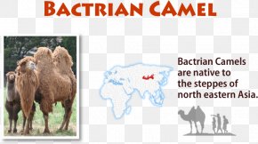 Goat - Cattle American Ideals Goat Paperback Camel PNG