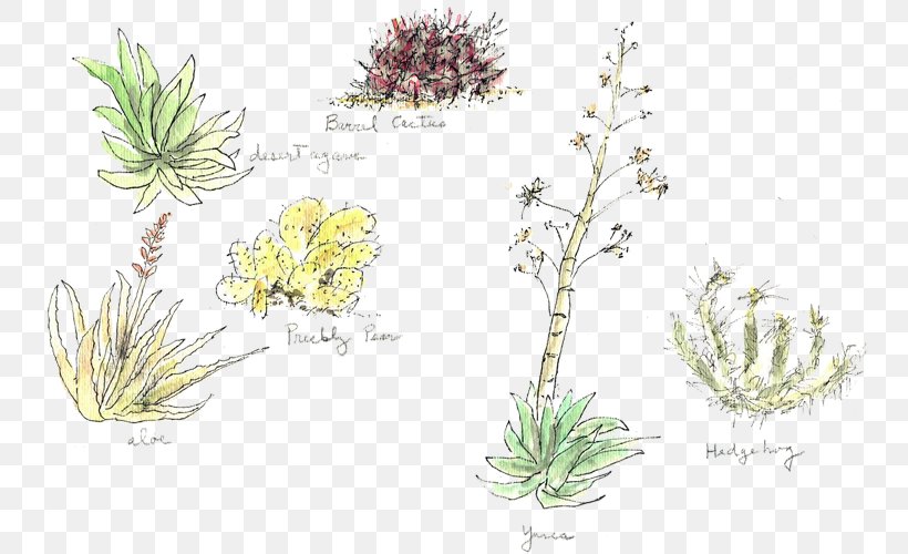 Grasses Plant Stem Herb Flower Subshrub, PNG, 748x500px, Grasses, Branch, Branching, Commodity, Family Download Free