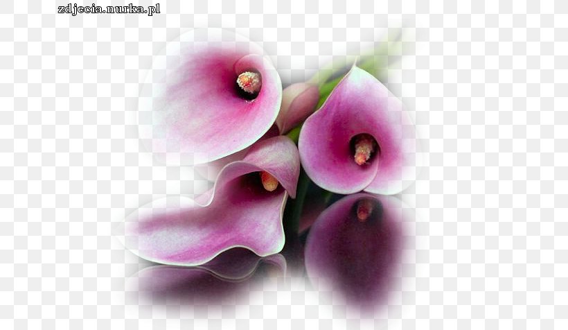 Blingee Petal Video, PNG, 654x476px, Blingee, Arum Lilies, Birthday, Close Up, Country Download Free