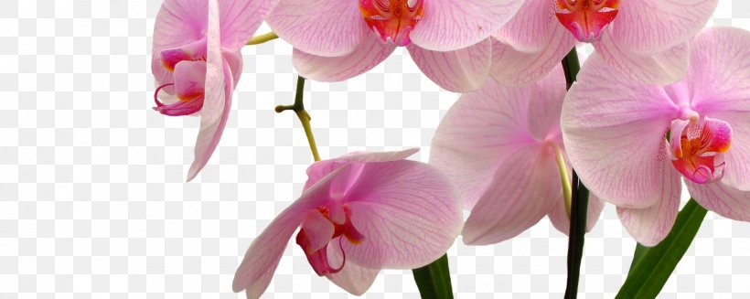 Crimson Cattleya Christmas Orchid Flower Moth Orchids Cephalanthera, PNG, 1401x559px, Crimson Cattleya, Blossom, Branch, Bud, Cattleya Download Free