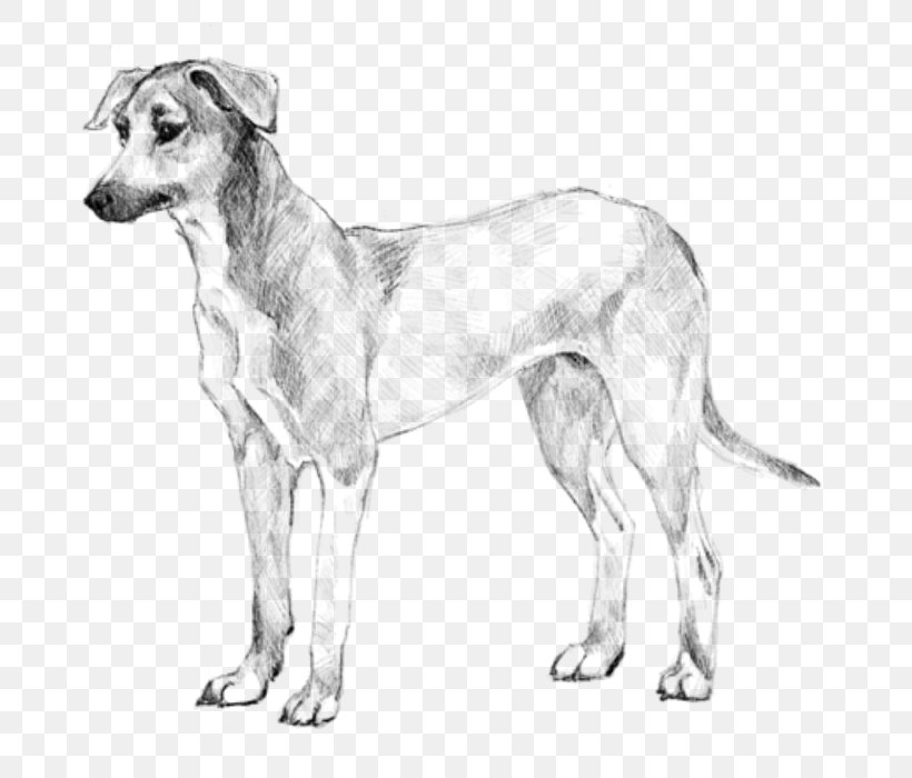 Dog Breed Potcake Dog American Staghound Longhaired Whippet, PNG, 700x700px, Dog Breed, American Staghound, Artwork, Black And White, Breed Download Free