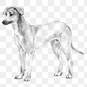 Longhaired Whippet Images Longhaired Whippet Transparent Png