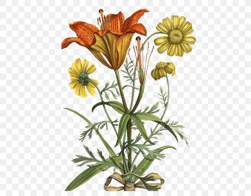 Flora Botany Botanical Illustration Flower Daffodil, PNG, 508x640px, Flora, Botanical Garden, Botanical Illustration, Botany, Bulb Download Free