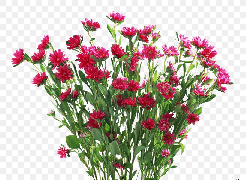 Flower Plant Carnation, PNG, 800x600px, Flower, Annual Plant, Aster, Bedding, Carnation Download Free