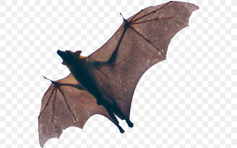 Kasanka National Park Vampire Bat Spectacled Flying Fox Megabat, PNG, 558x512px, Bat, Animal, Animal Echolocation, Common Vampire Bat, Flickr Download Free