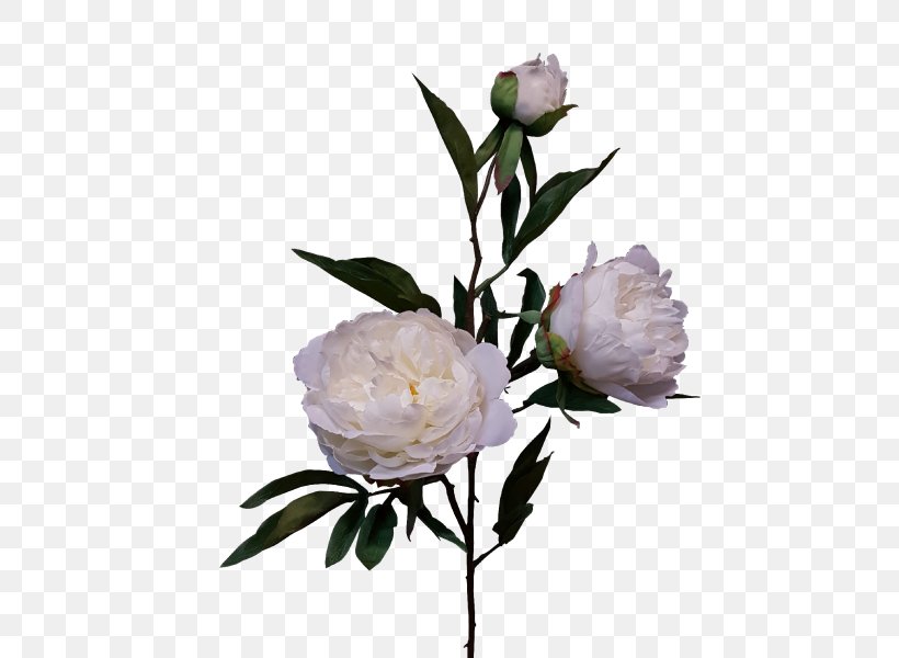 Rosaceae Cut Flowers Peony Vase Bud, PNG, 800x600px, Rosaceae, Branch, Bud, Cut Flowers, Flower Download Free