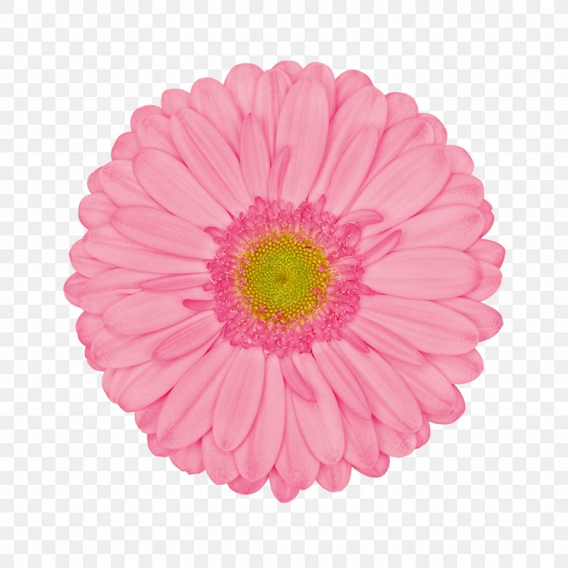 Transvaal Daisy Cut Flowers Color Common Daisy, PNG, 1100x1100px, Transvaal Daisy, Blume, Chrysanthemum, Chrysanths, Color Download Free