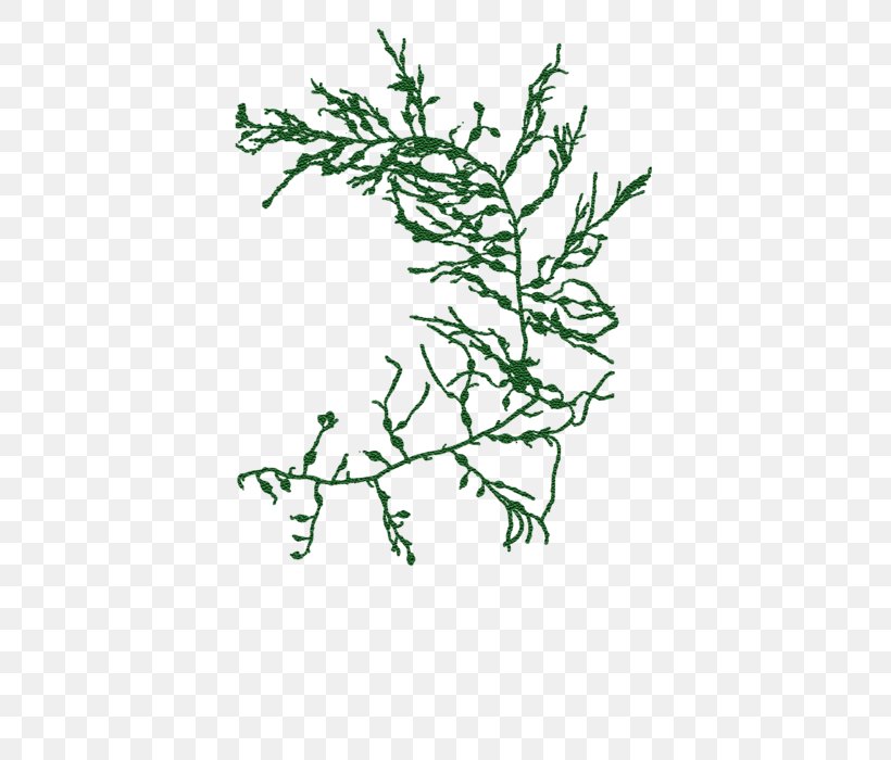 Twig Plant Stem Leaf Line Font, PNG, 452x700px, Twig, Branch, Child, Clothing, Flora Download Free