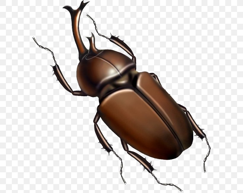 Japanese Rhinoceros Beetle Insect Cockroach Illustration, PNG, 604x650px, Japanese Rhinoceros Beetle, Arthropod, Beetle, Cartoon, Cockroach Download Free