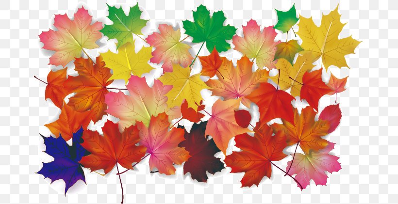 Maple Leaf Autumn Leaves, PNG, 684x421px, Maple Leaf, Autumn, Autumn Leaf Color, Autumn Leaves, Flower Download Free