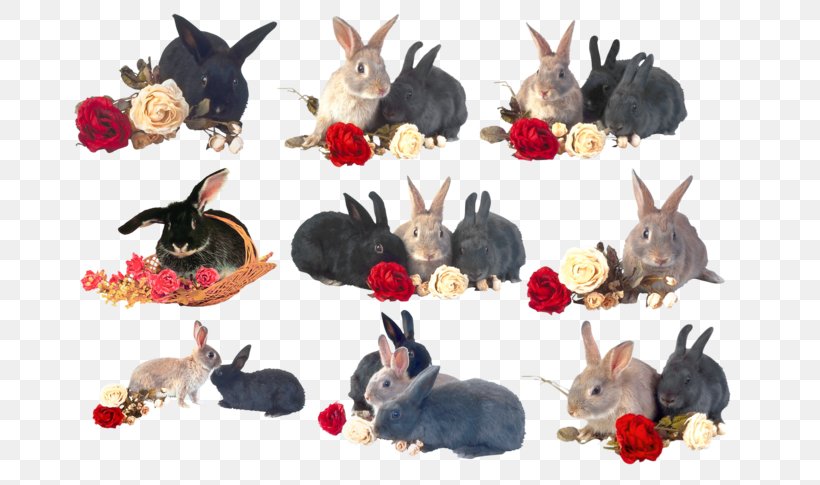 Domestic Rabbit Hare Holland Lop Lionhead Rabbit Netherland Dwarf Rabbit, PNG, 699x485px, Domestic Rabbit, Blanc De Hotot, Dwarf Hotot, Dwarf Rabbit, Easter Bunny Download Free
