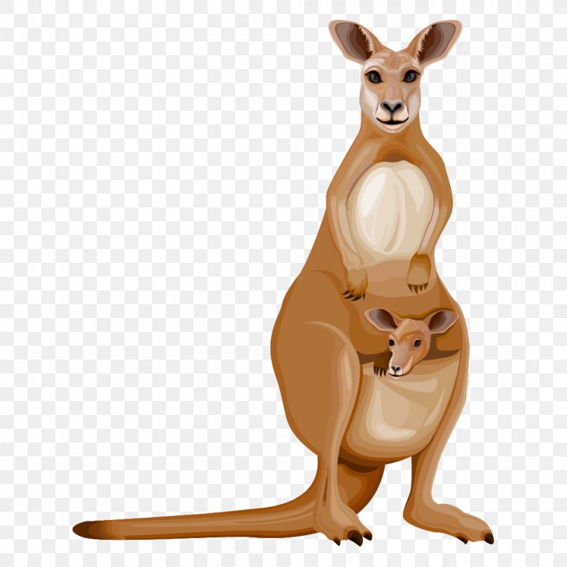 Kangaroo Cartoon Drawing, PNG, 1000x1000px, Kangaroo, Animation, Cartoon,  Creativity, Drawing Download Free