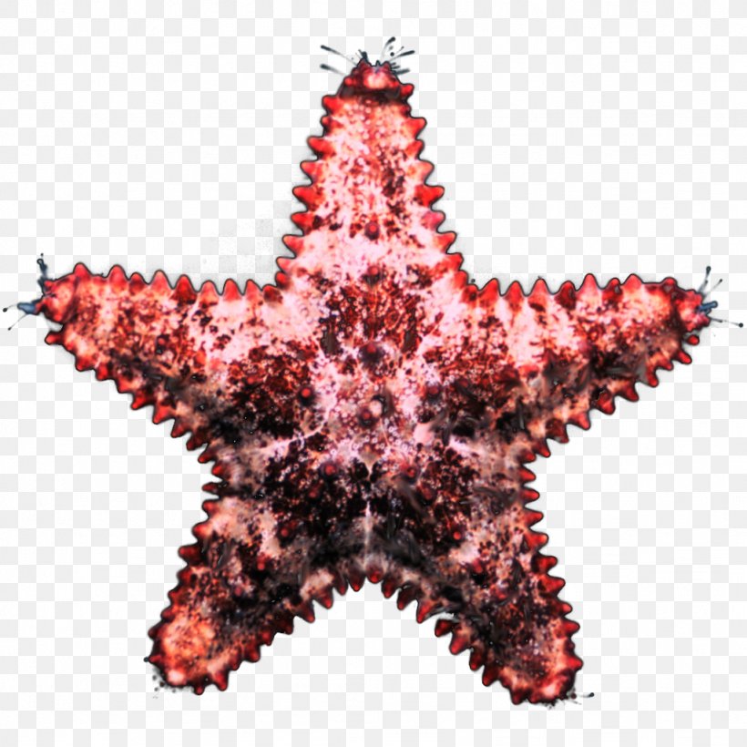 Marine Invertebrates Starfish Echinoderm Christmas Ornament, PNG, 1024x1024px, Invertebrate, Animal, Christmas, Christmas Ornament, Echinoderm Download Free
