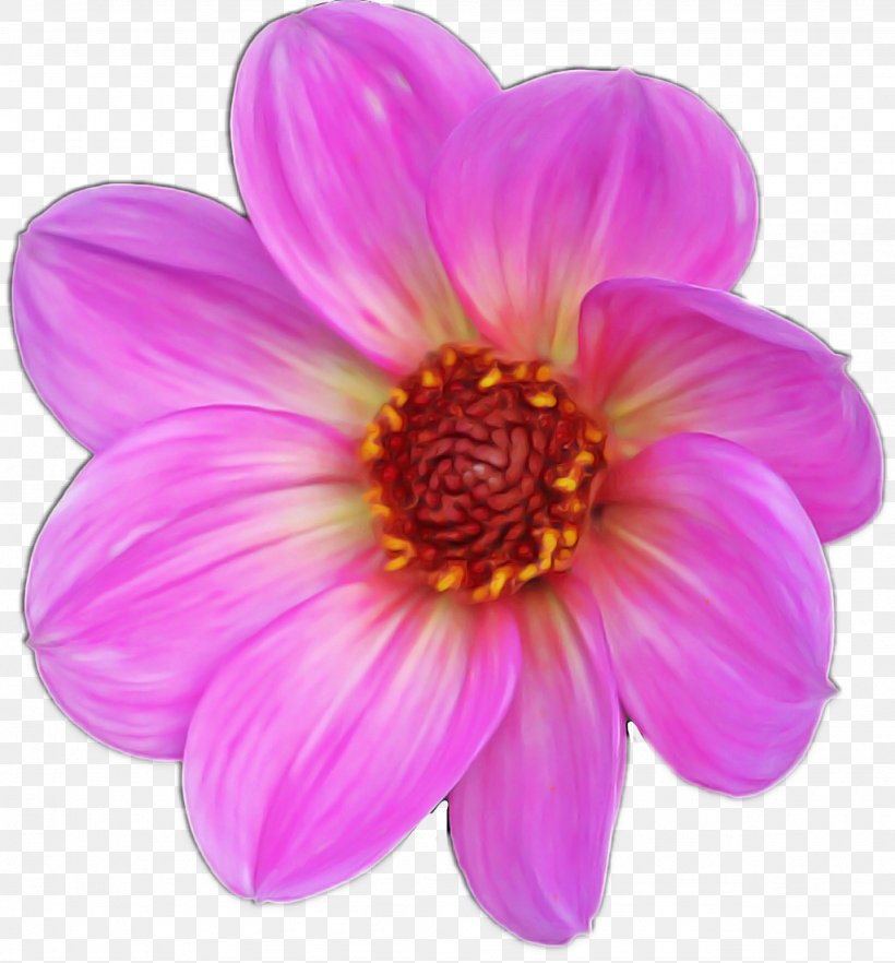 Petal Flower Pink Plant Violet, PNG, 1024x1102px, Petal, Dahlia, Daisy Family, Flower, Gazania Download Free