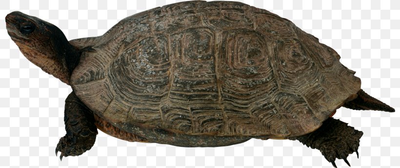 Turtle Clip Art, PNG, 800x344px, Turtle, Animal Figure, Box Turtle, Chelydridae, Common Snapping Turtle Download Free