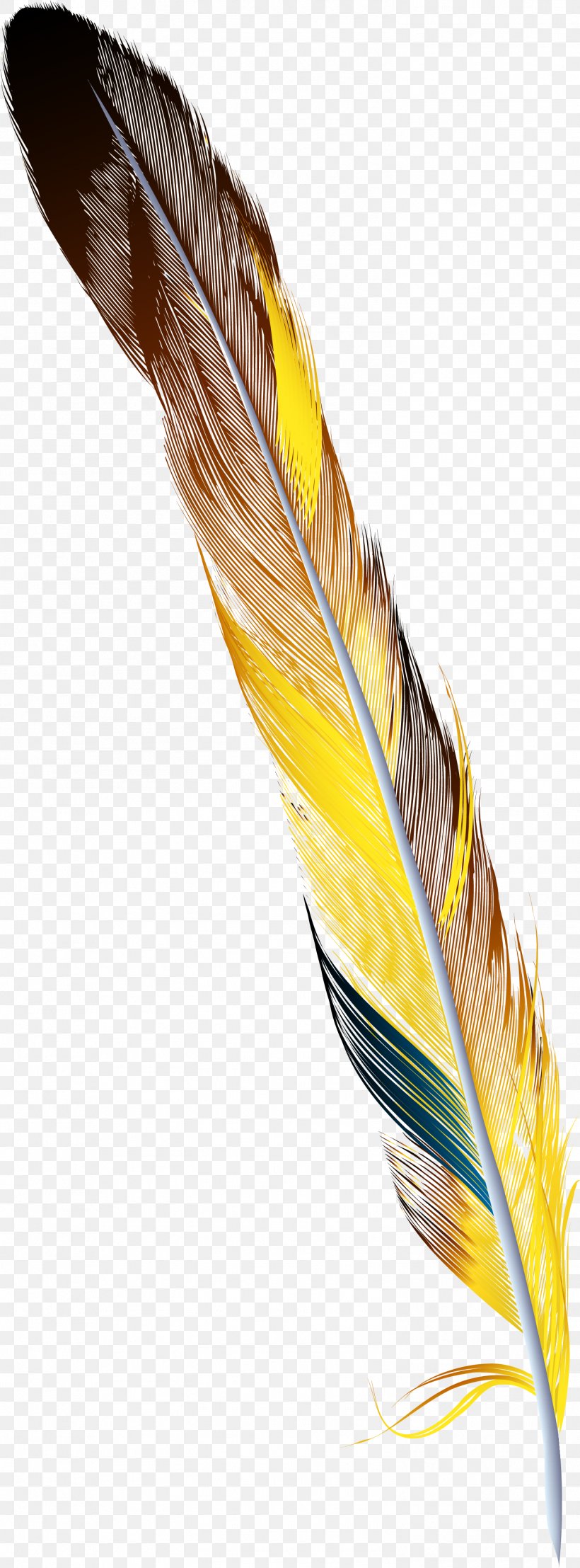 Feather Drawing, PNG, 1501x4055px, Feather, Beak, Bird, Color, Designer Download Free