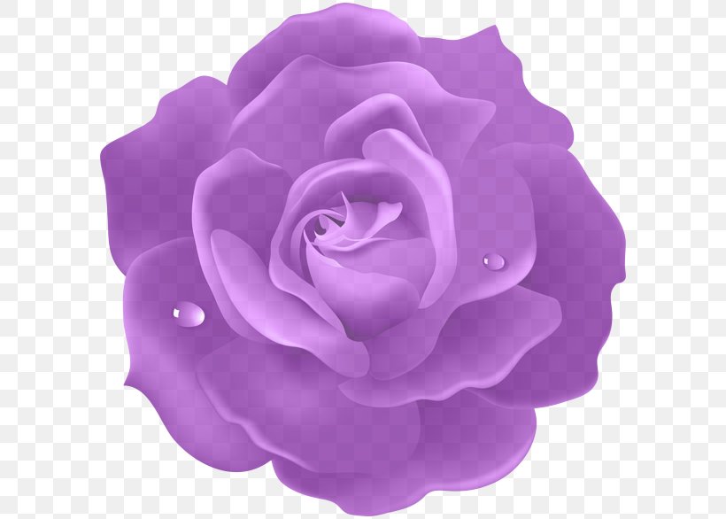 Garden Roses, PNG, 600x586px, Violet, Flower, Garden Roses, Lavender, Lilac Download Free