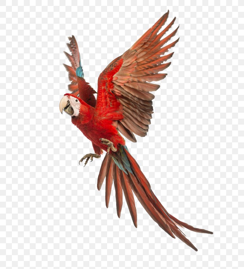 Parrot Red-and-green Macaw Blue-and-yellow Macaw Scarlet Macaw, PNG, 800x907px, Parrot, Beak, Bird, Blueandyellow Macaw, Common Pet Parakeet Download Free