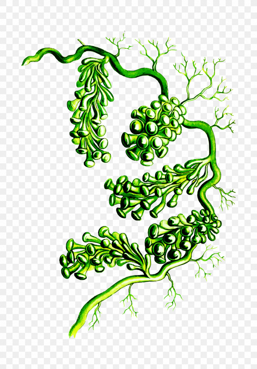 Plant Leaf Vascular Plant Vegetable Line Art, PNG, 1339x1920px, Plant, Leaf, Line Art, Plant Stem, Vascular Plant Download Free