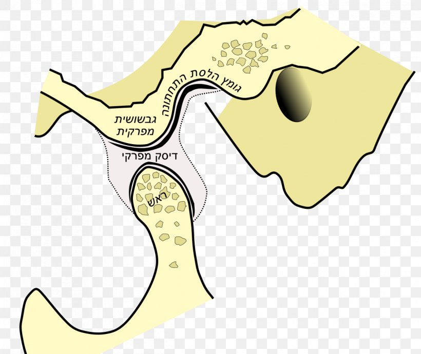 Temporomandibular Joint Jaw Alaleuanluu Mandible, PNG, 1216x1024px, Joint, Alaleuanluu, Anatomy, Area, Articular Bone Download Free