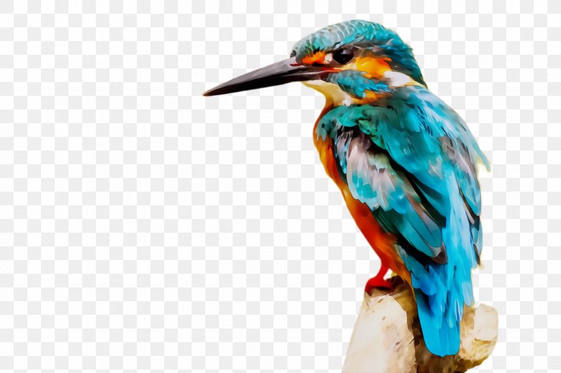 Bird Beak Coraciiformes Piciformes Wildlife, PNG, 2452x1632px, Watercolor, Beak, Bird, Coraciiformes, Paint Download Free