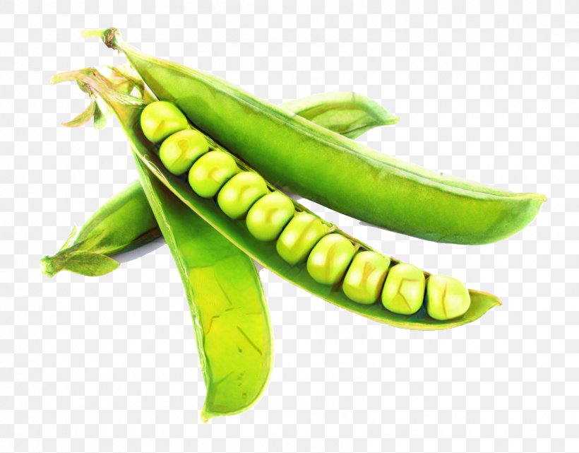 Vegetable Cartoon, PNG, 1597x1250px, Edamame, Bean, Black Pepper, Broad Bean, Capsicum Annuum Var Acuminatum Download Free